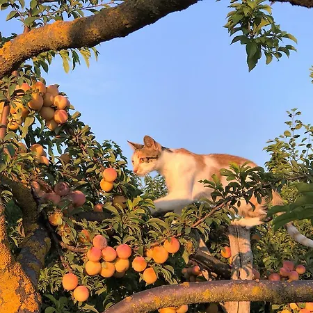 Rural Marialba 3* Monte la Reina